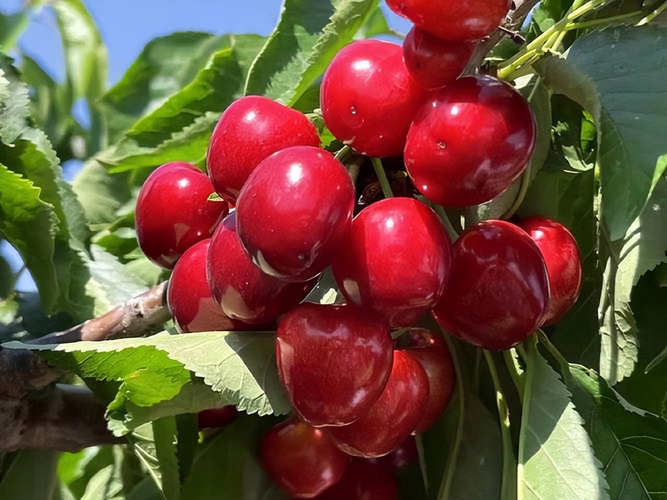 樱桃不适宜什么人吃,樱桃不适宜哪些人吃