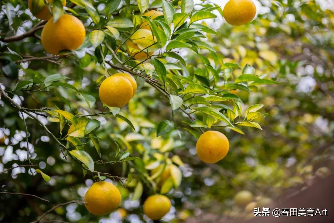 水彩少儿美术课程,少儿美术绘画教学简单零食