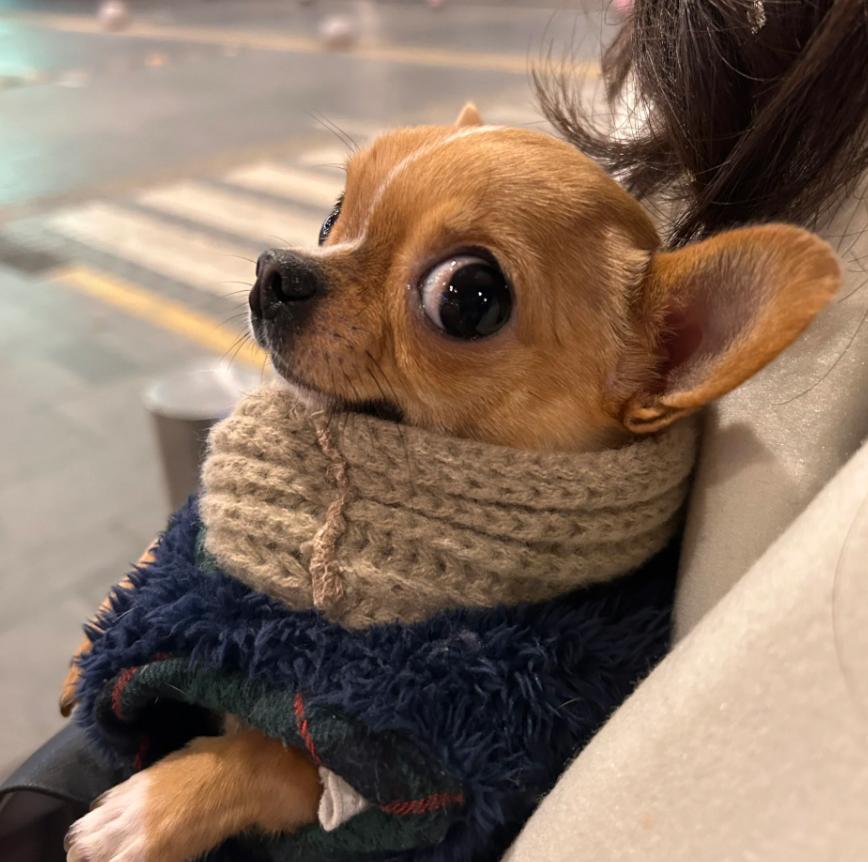 小型犬的品种大全100种,家庭养小型犬养什么品种好