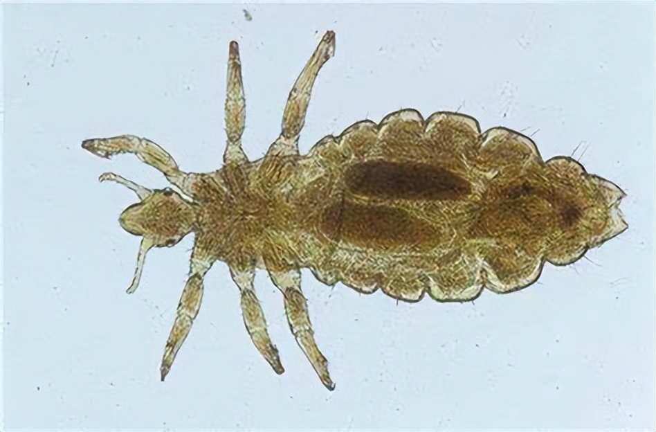 生存了5亿年的物种,生存几亿年没灭绝的生物