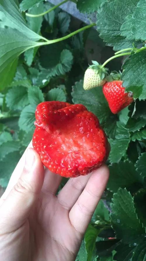 丹东九九草莓多少钱一斤,辽宁丹东东港市九九草莓