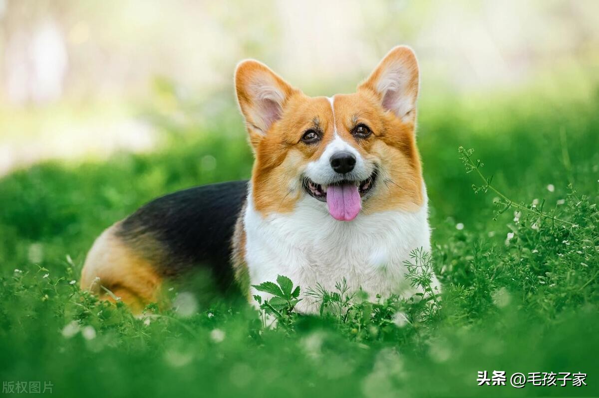 如何训练狗狗听话不到处乱跑,最好养的狗狗还省钱听话好训练