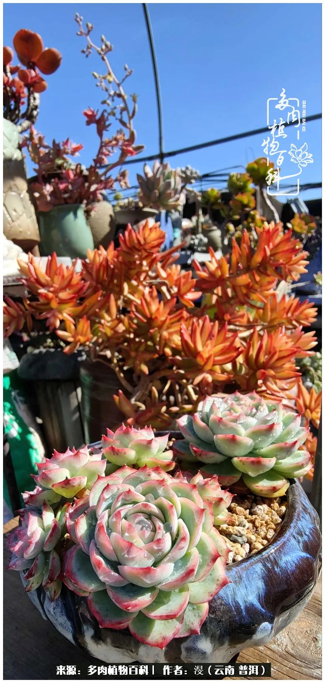 云南的冬天没有云！养肉七年，不谈得失，只论陪伴！