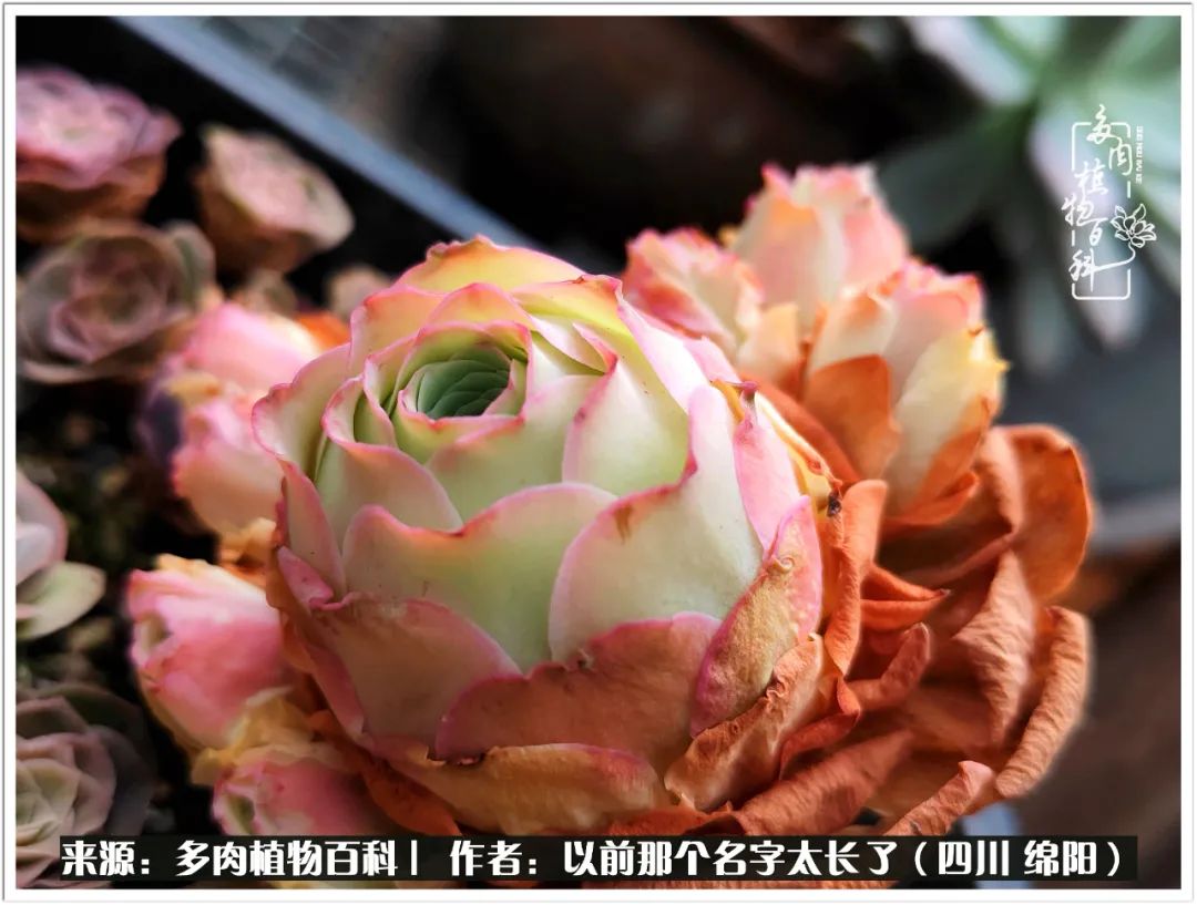 夏天山地玫瑰,小清新山地玫瑰