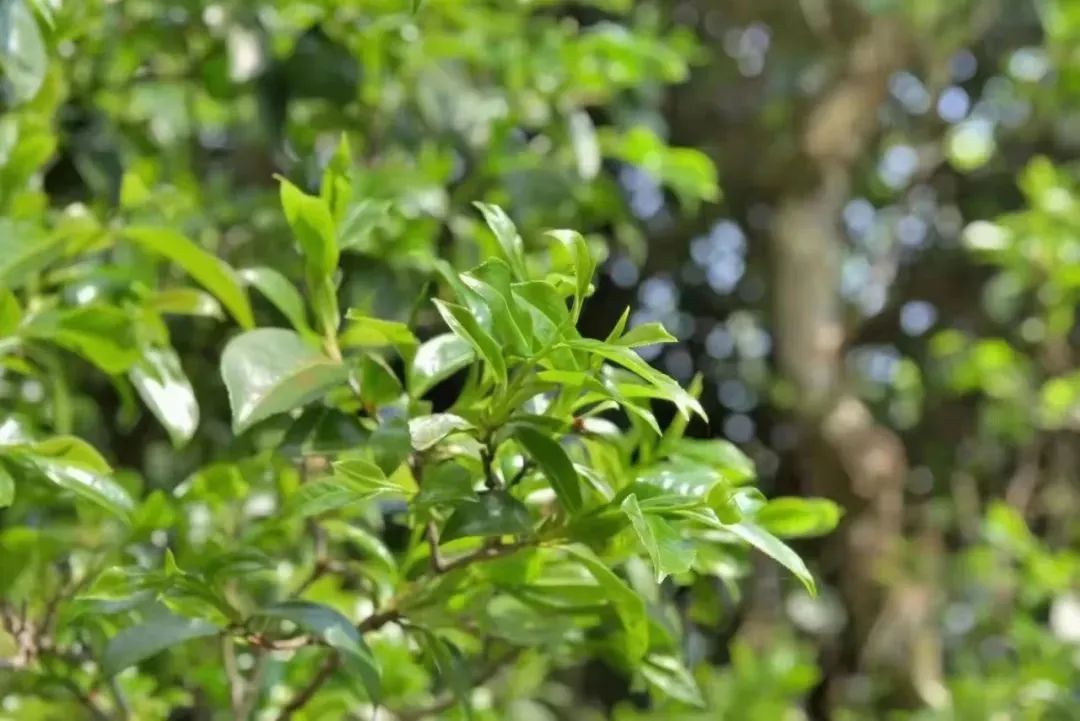 不能再错过的茶叶常识