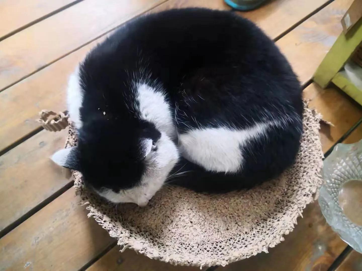 流浪猫大黑被收养后的日常生活,流浪猫大白很晚回来