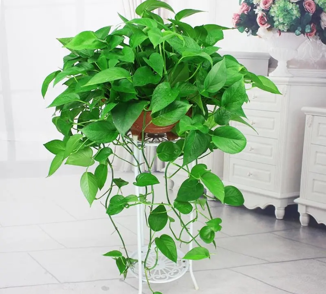 绿萝有黄叶子是什么原因造成的呢,绿萝出现黄叶有几种原因