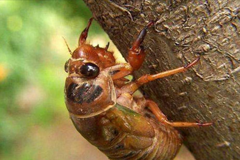 在美国知了猴泛滥,中国人在美国吃知了猴