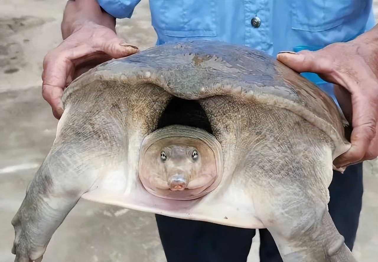 广东钓友半夜逮了只十多斤“老鳖”，鱼贩：260卖不卖？