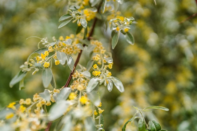 七绝咏山村春景风光诗词,春在溪头荠菜花是哪首诗