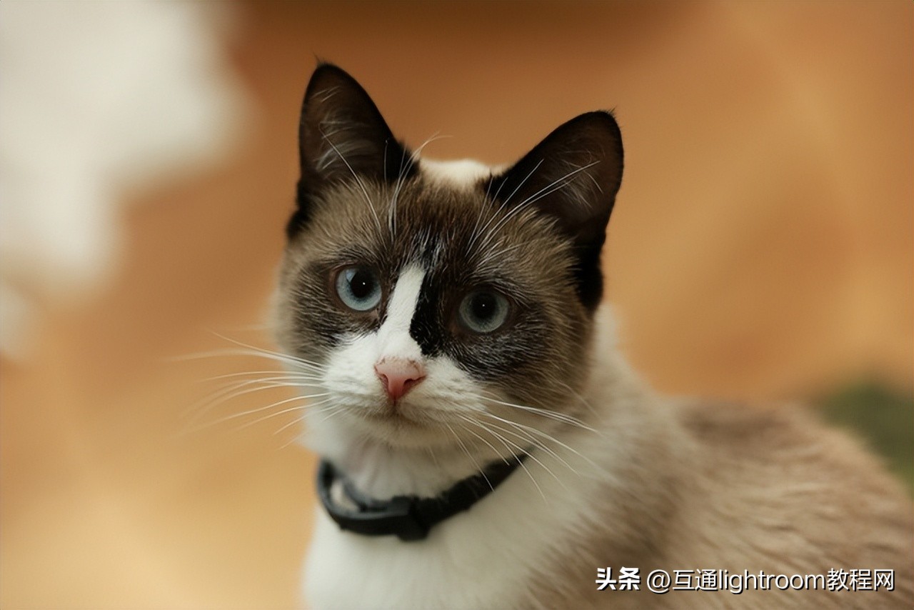 海口宠物肖像摄影,宠物摄影风格应该是怎样