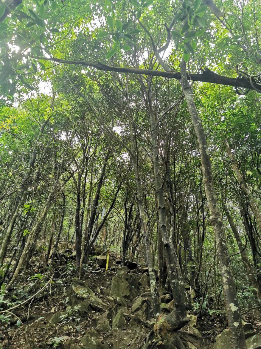 广州从化第一峰天堂顶,广州第一峰从化