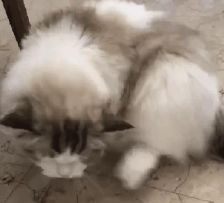 猫咪去宠物店洗完澡过敏,猫咪去宠物店洗澡引起应激反应