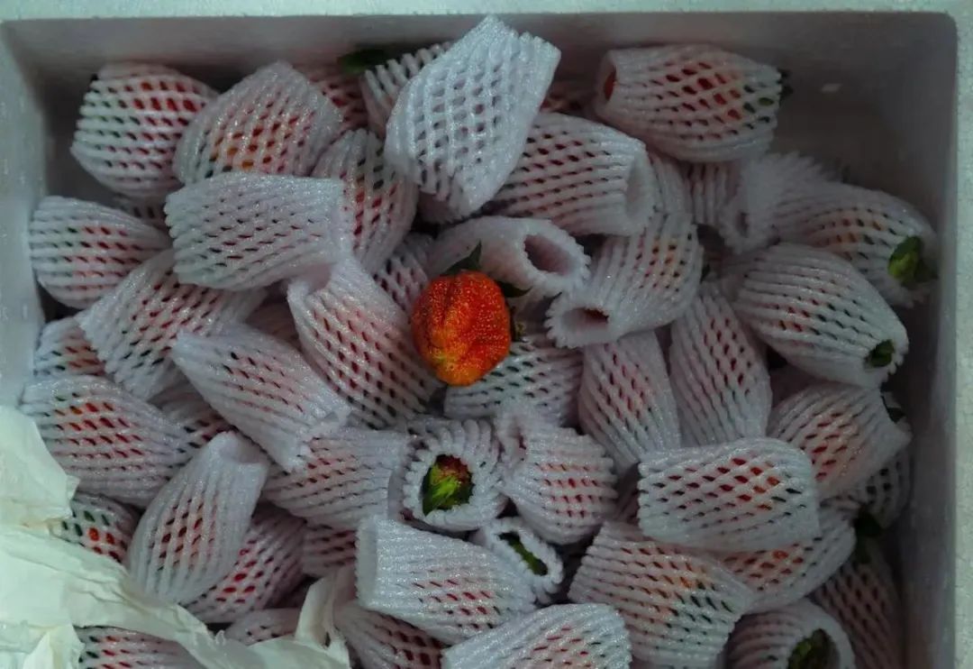 水果网套放在卫生间有什么用,家庭卫生间水果网套