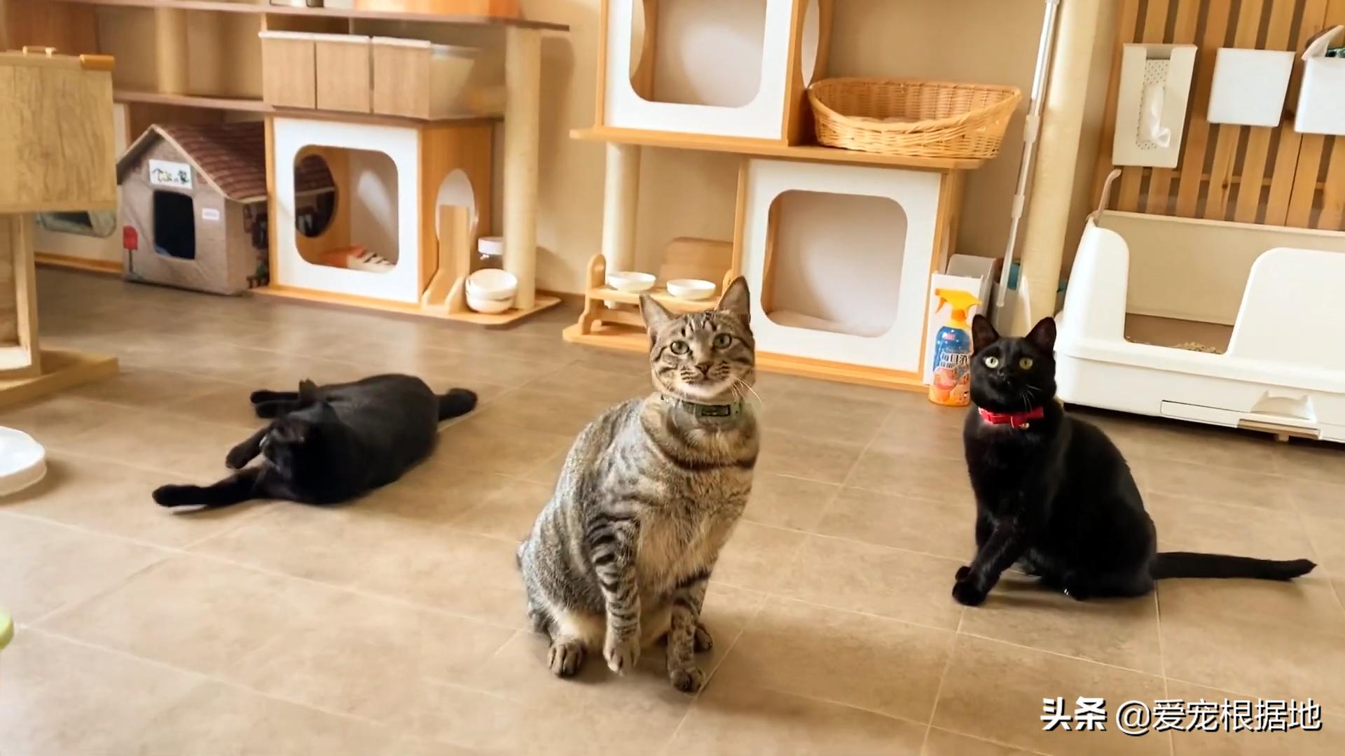 猫为什么跑到你家门口,一只猫跑到你家找不到了怎么办