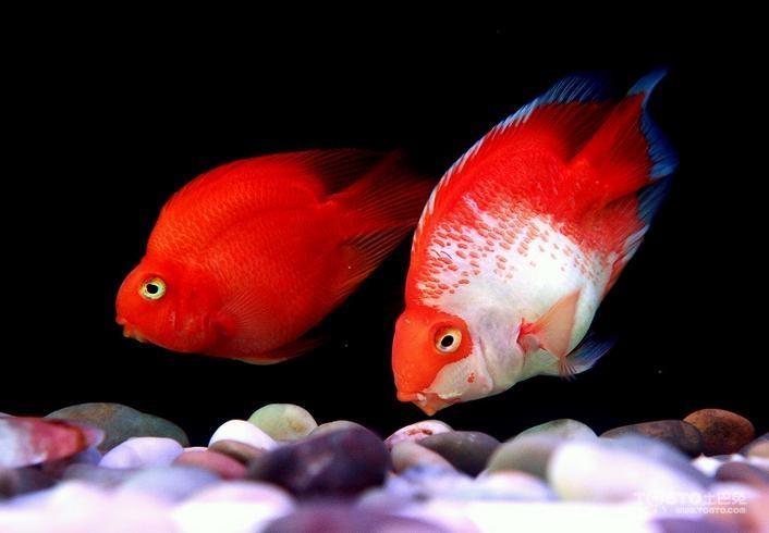 新手养鹦鹉鱼需要注意什么,养鹦鹉鱼应该注意什么问题和细节