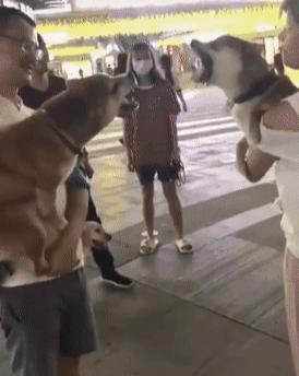 狗狗的6个坏习惯一定要及时纠正,哪种狗狗最可爱而且好养聪明