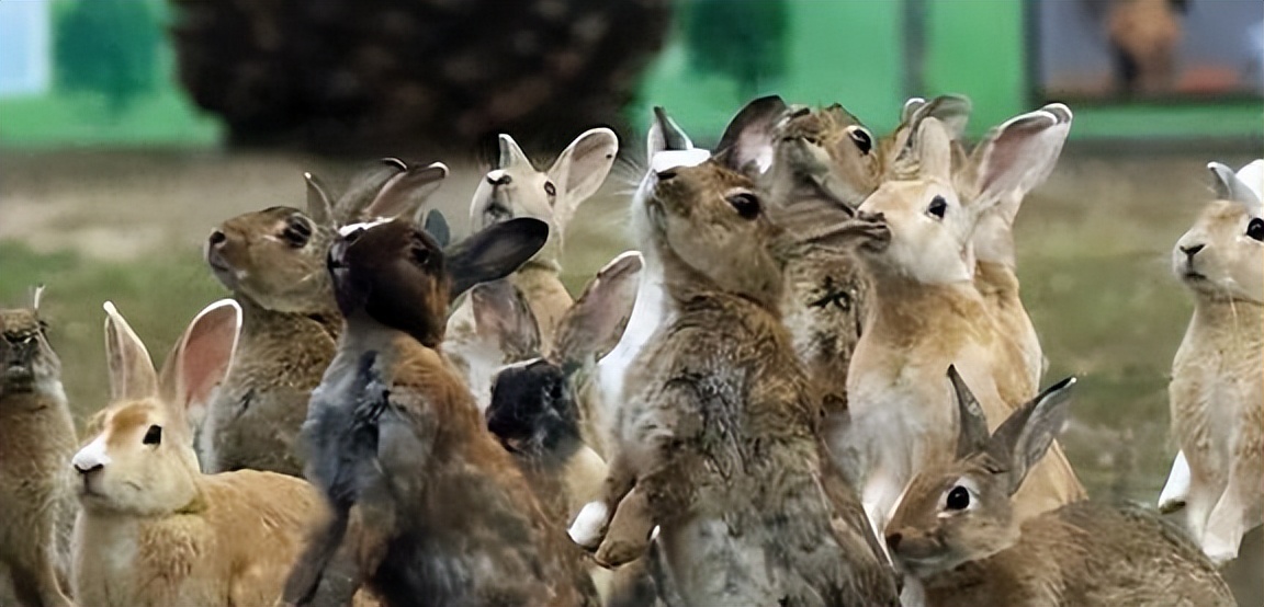 野兔给澳大利亚带来的生态灾难,澳大利亚野兔怎么泛滥成灾