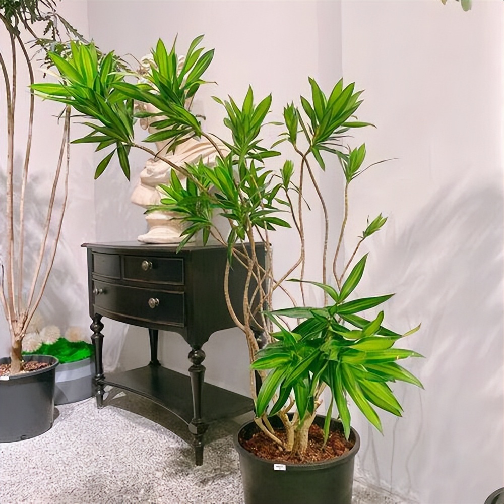 老人说，客厅见树，10家有9富，说得是真的吗？推荐9种吉祥树