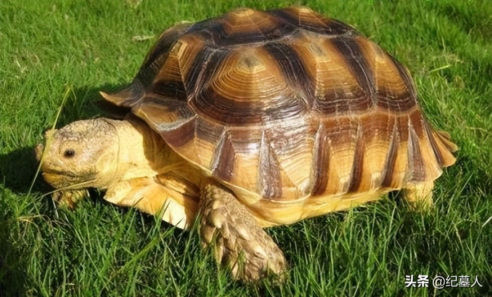 北京男子捡到乌龟养了8年,男子在野外捡到乌龟越长越不好
