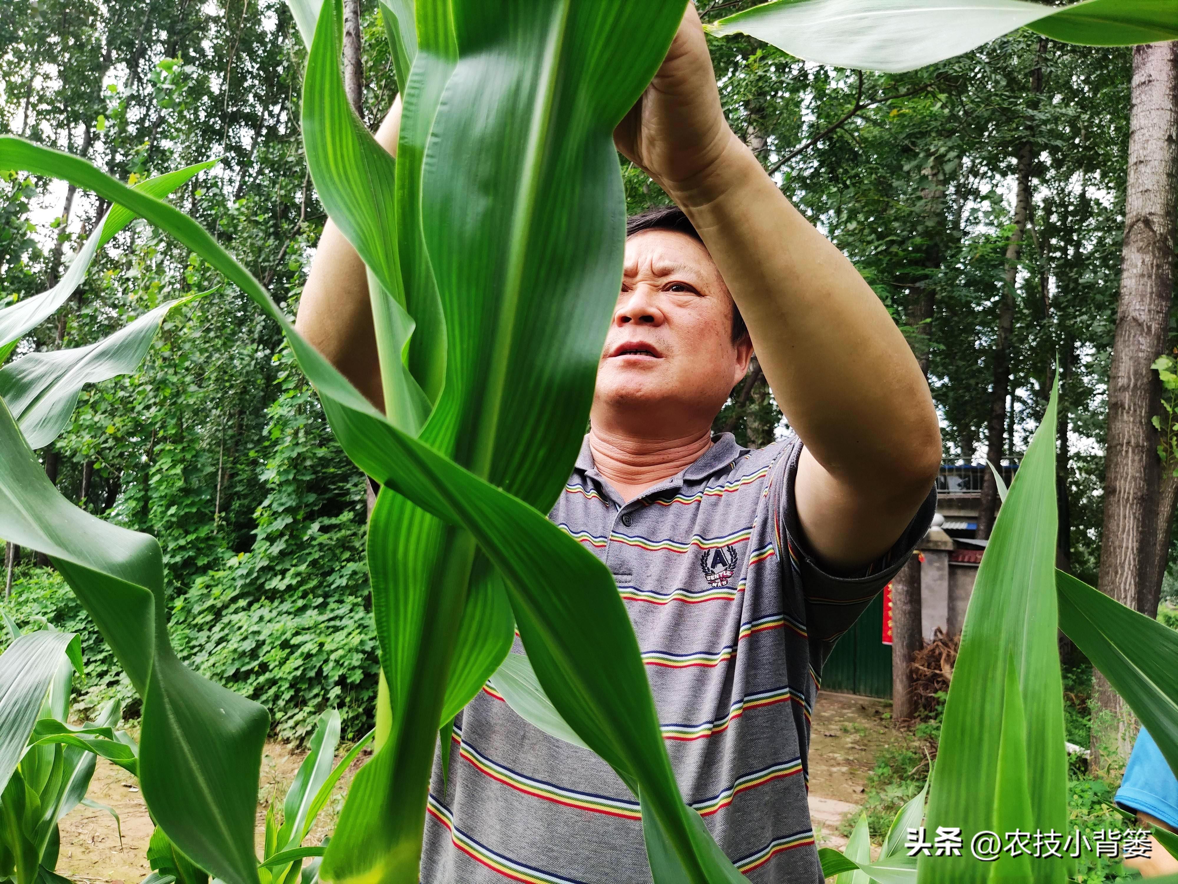 玉米管理几个关键时候,玉米的田间管理技术分哪三个时期