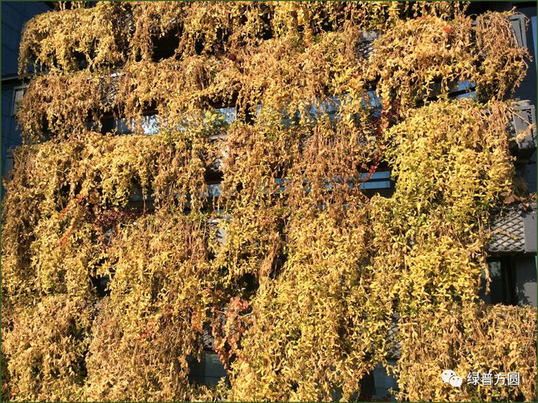 垂盆草在花境中的应用,垂盆草的功效与应用