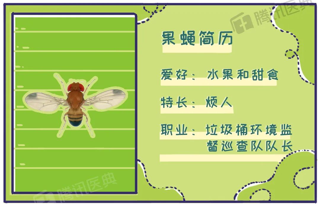 家里有很多黑色小飞虫是什么原因,家里总有黑色小飞虫怎么解决