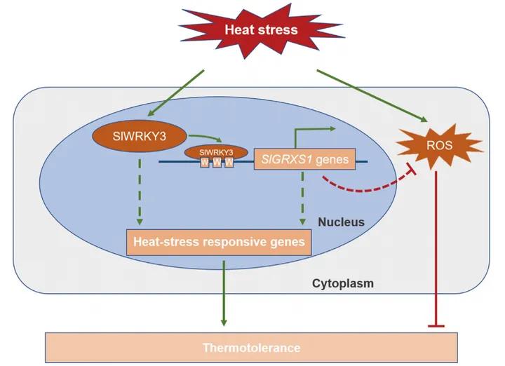 WRKY家族想做个自我介绍（二）