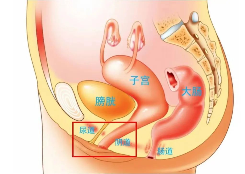papapa后，到底尿还是不尿？