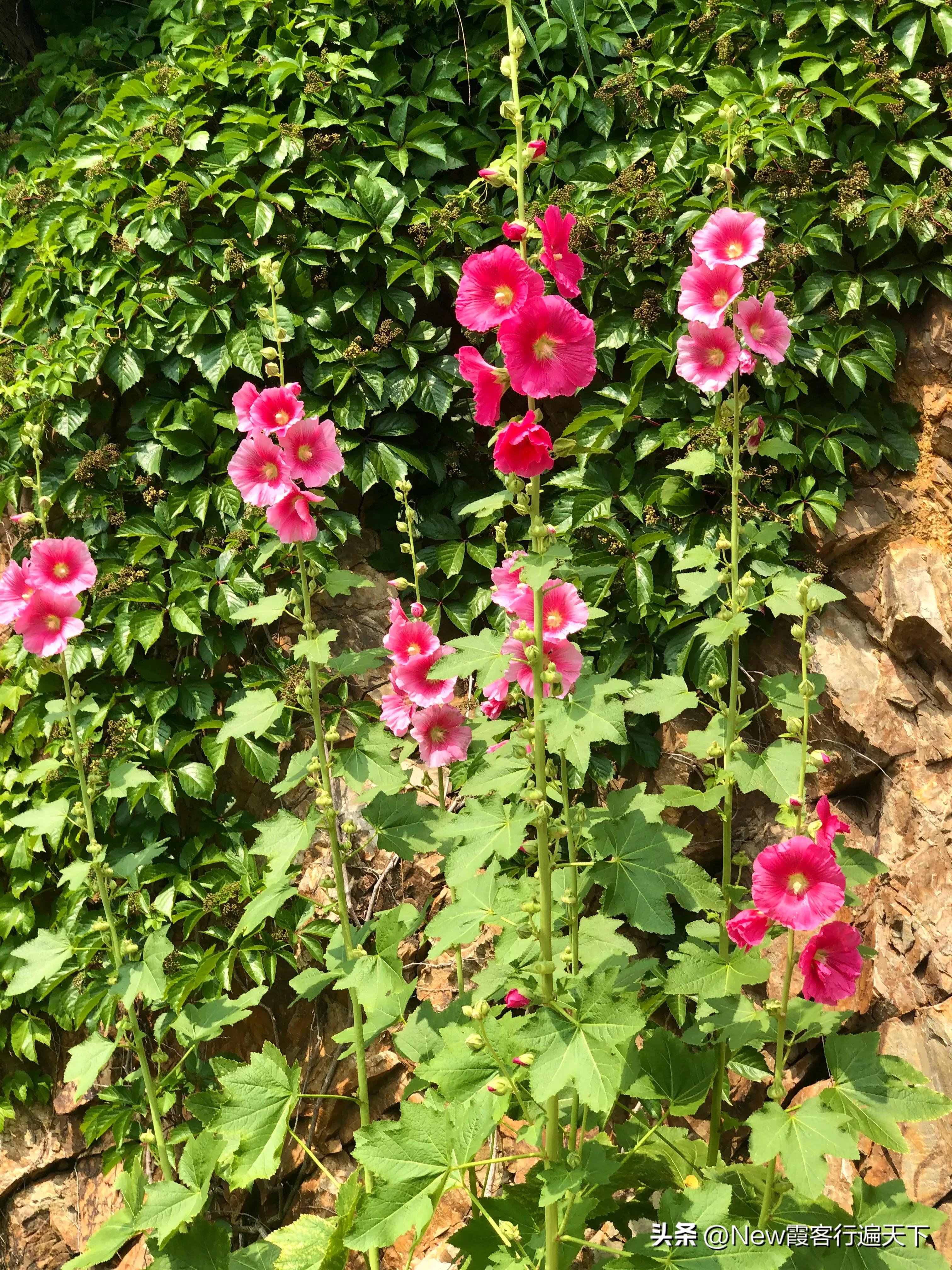 大连滨海路木栈道旅游攻略,周末徒步徜徉大连山海美景