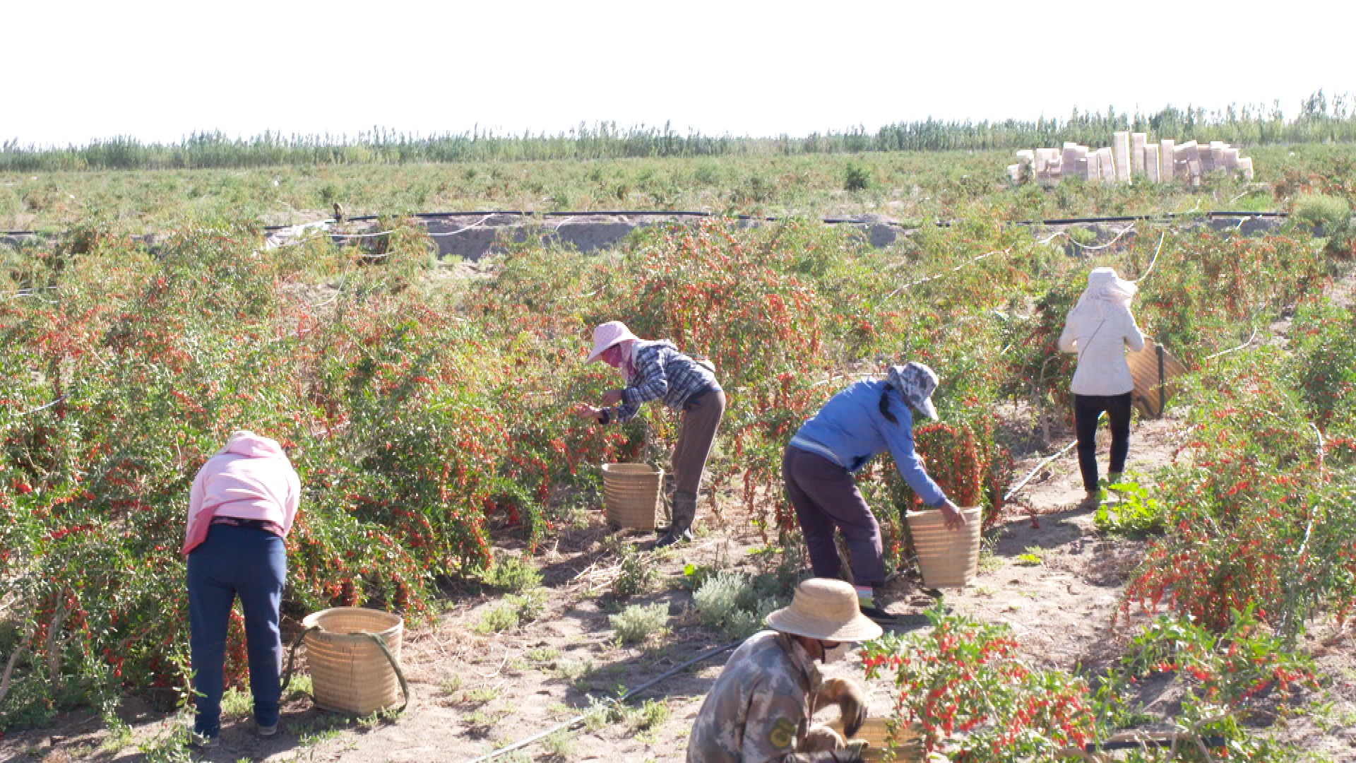 青海诺木洪枸杞今年什么时候摘,青海诺木洪枸杞采摘