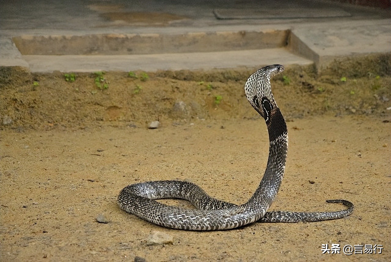 蛇怕什么植物驱蛇,蛇最怕什么在野外遇到蛇该怎么办