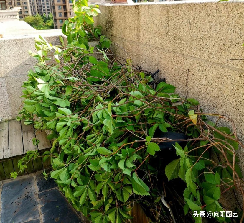农村见到这2种花，一定要铲除，招蛇虫蚊蚁，严重破坏墙皮