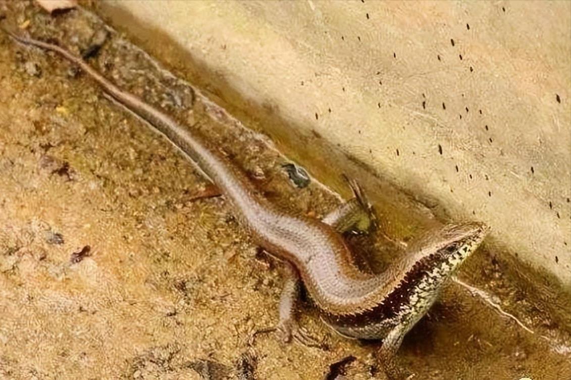 狗婆蛇形态特征,狗婆蛇是保护动物吗