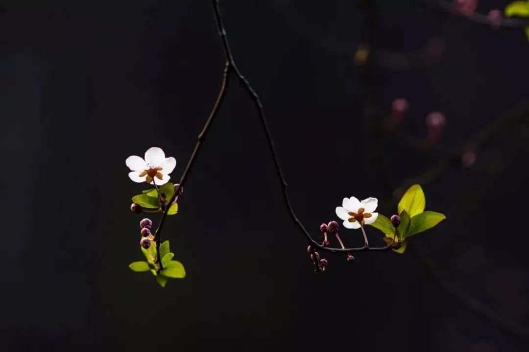 黑色背景高级感视频怎么拍,手机壁纸黑色系高级感