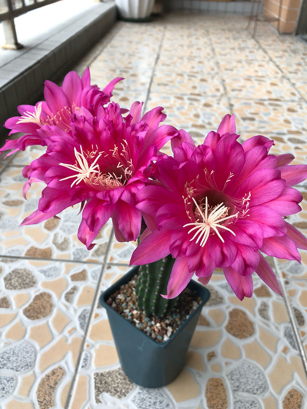 毛花柱仙人球品种大全,顶级精品仙人球花