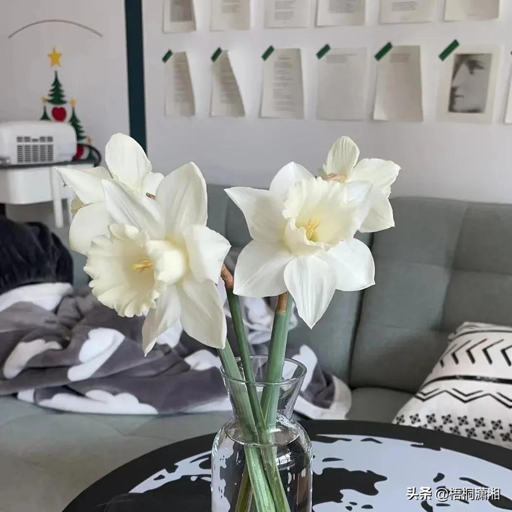 这种花养护非常简单,4种花随便一养就爆盆