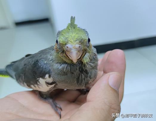 手养玄凤鹦鹉全过程,新手养玄凤鹦鹉的注意事项