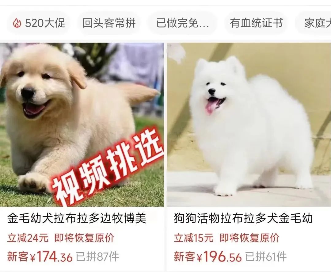 气死！拼夕夕150元买德牧，到手一看，山东德州牧鸡犬？？