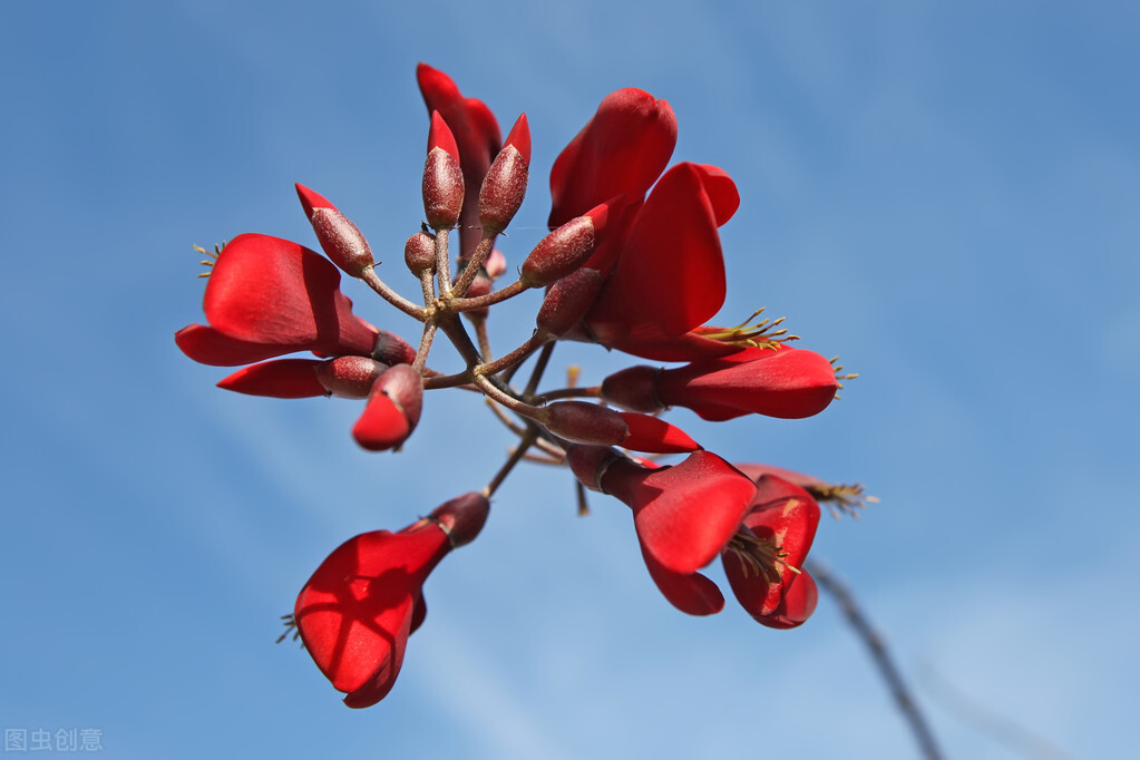 欣赏美丽的珊瑚,田里珊瑚树