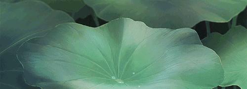 什么是所谓的自由,什么是自由的感悟