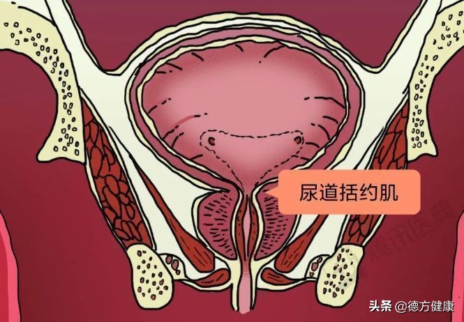 憋尿的极限是什么感觉,正常人憋尿的极限是多少毫升
