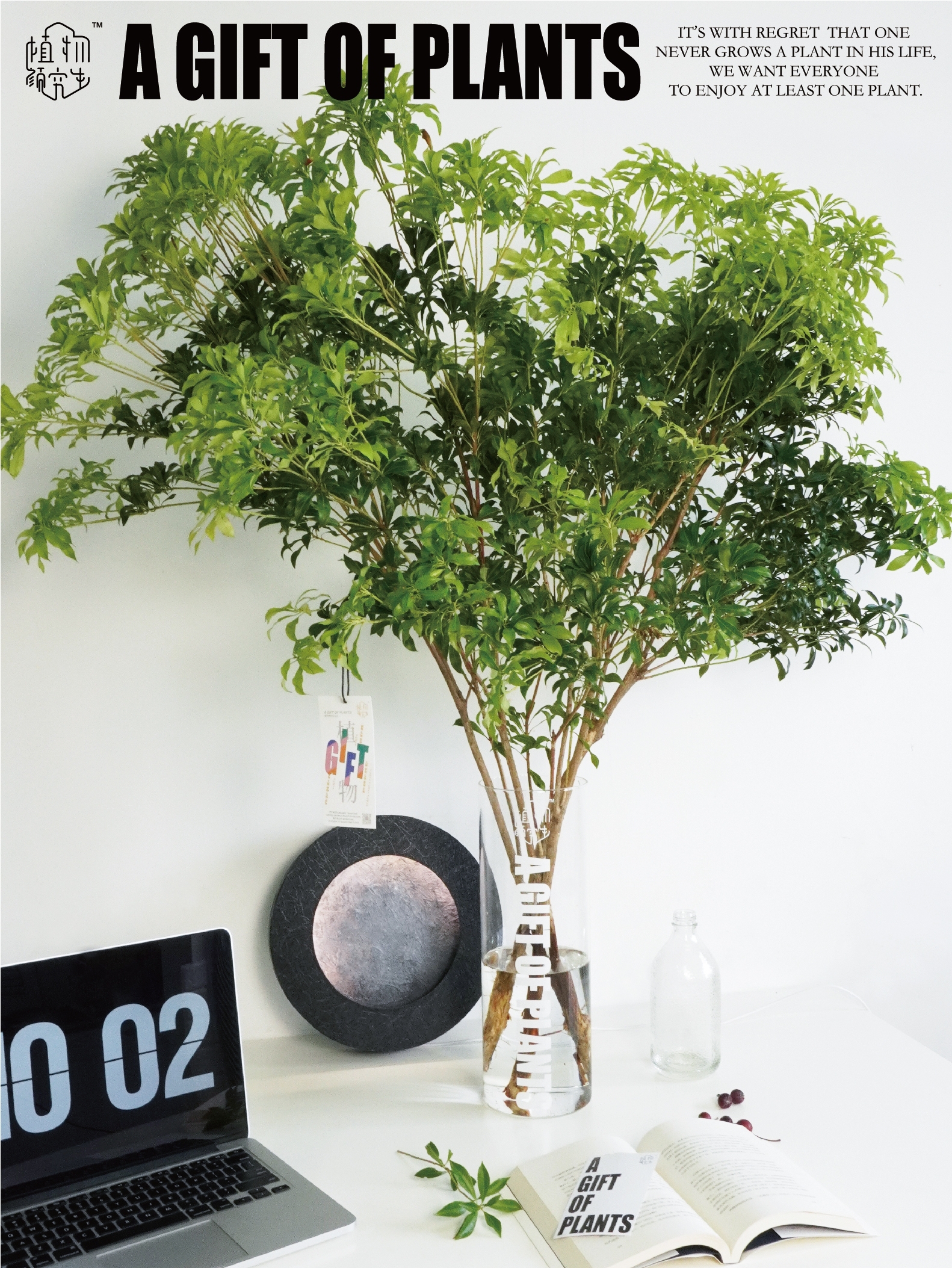 极简省钱又环保的居家生活,4款高颜值家居绿植