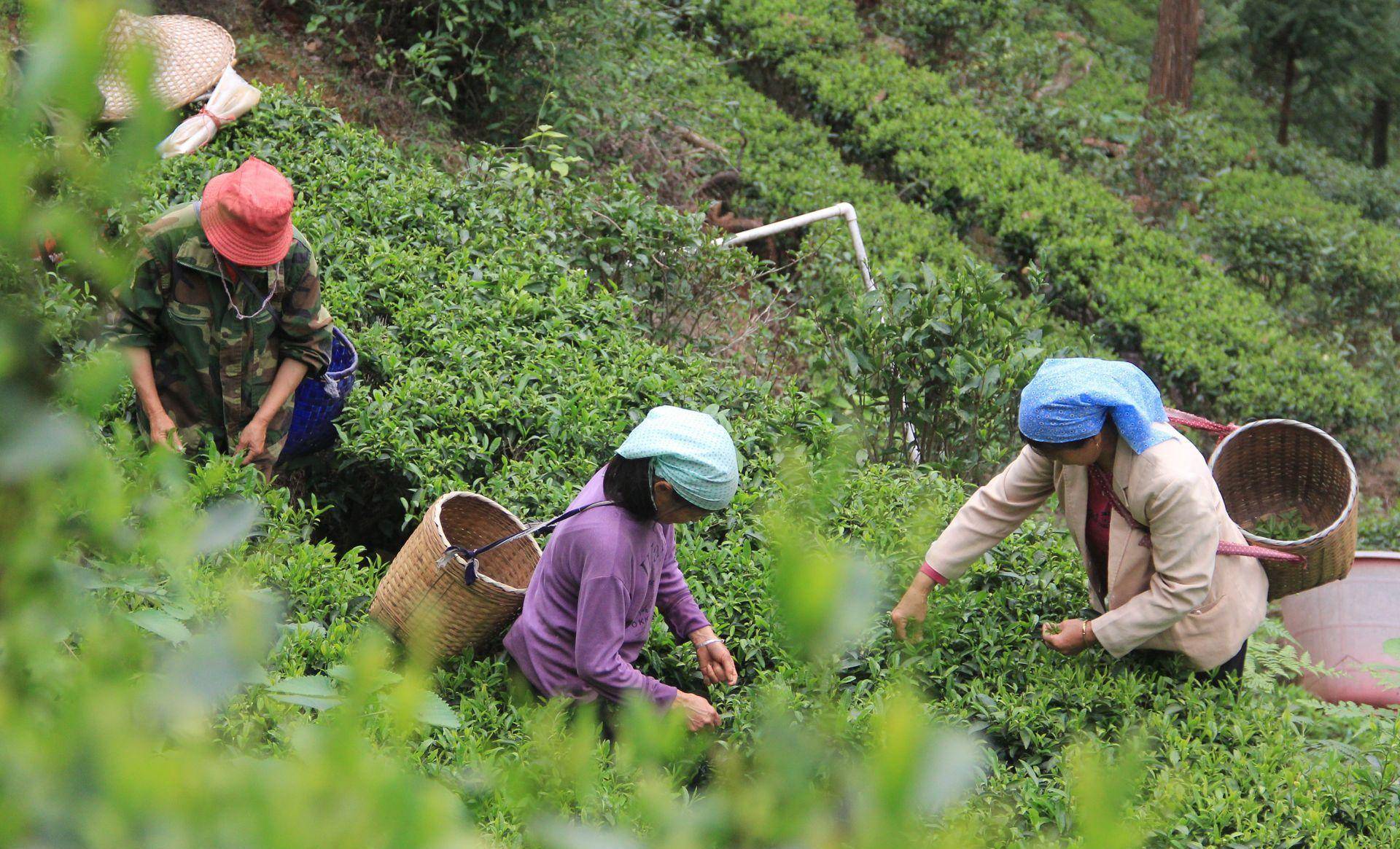 经常喝茶和咖啡对身体有什么影响,喝茶加咖啡对身体有什么危害