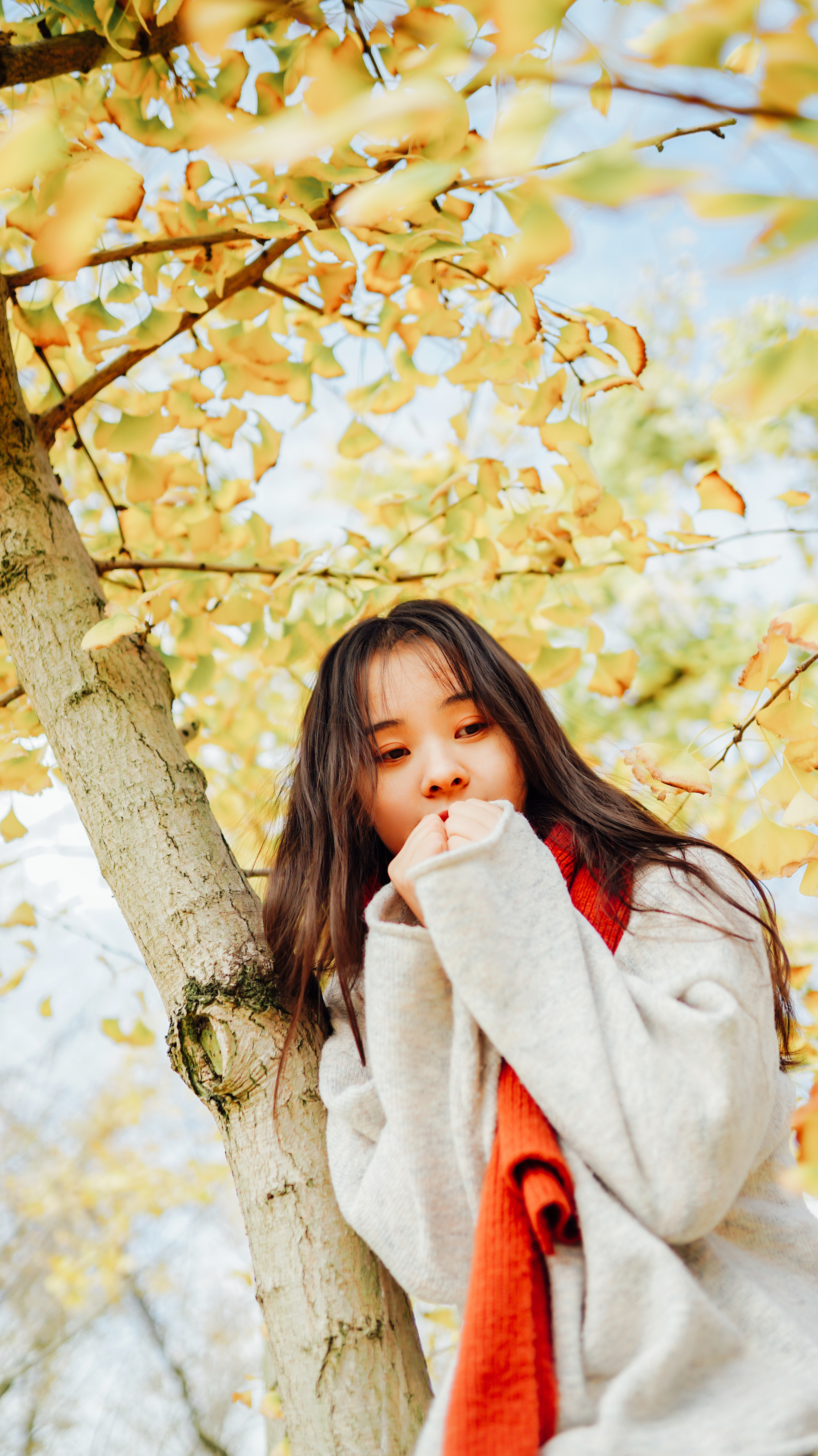 摄影苏州银杏树,苏州银杏拍照人像