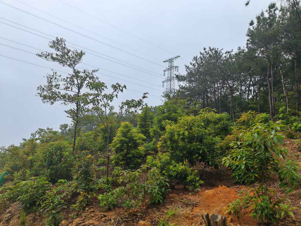 福延山庄——乡村振兴的花果山