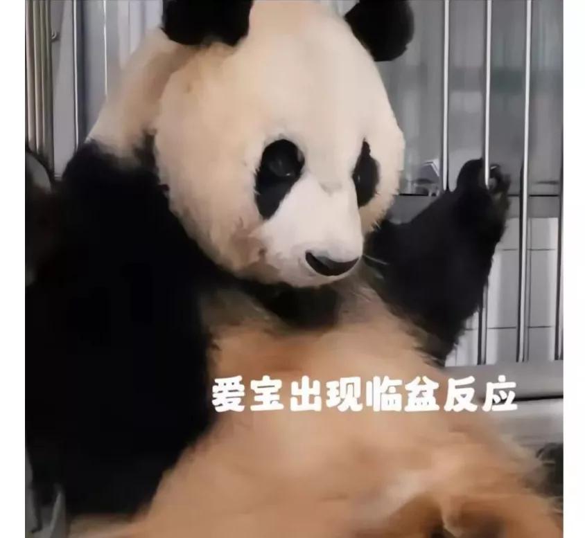 福宝是自然受孕的熊猫宝宝吗,爱宝和福宝自然受孕