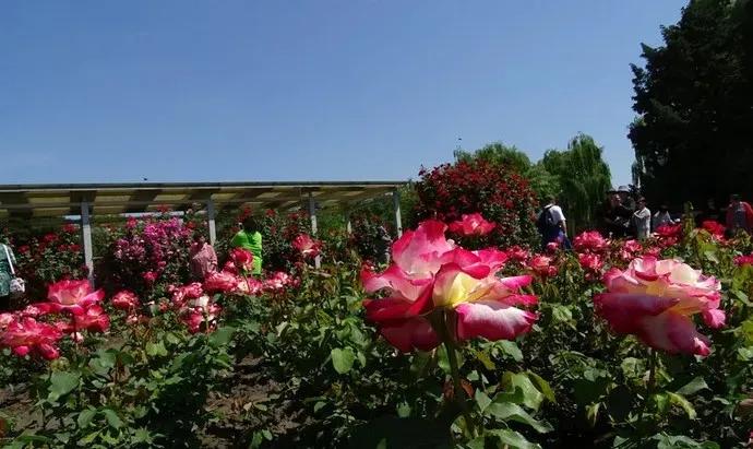 游玩趣乐,游玩陶然亭公园感受