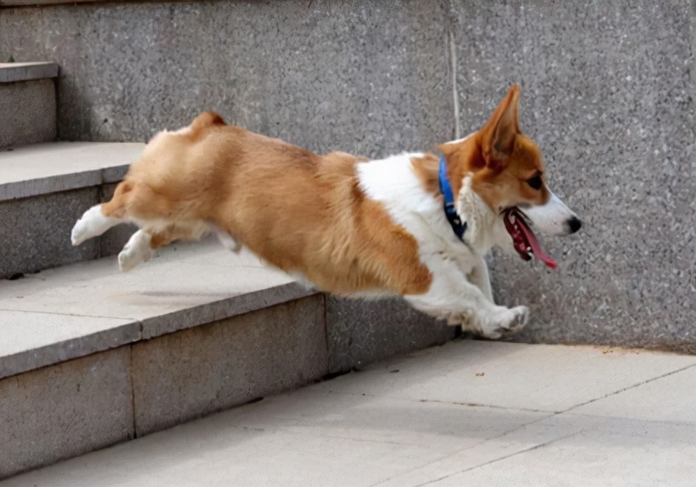 小狗伤口怎么处理用什么药膏,小狗伤口化脓用双氧水处理几次