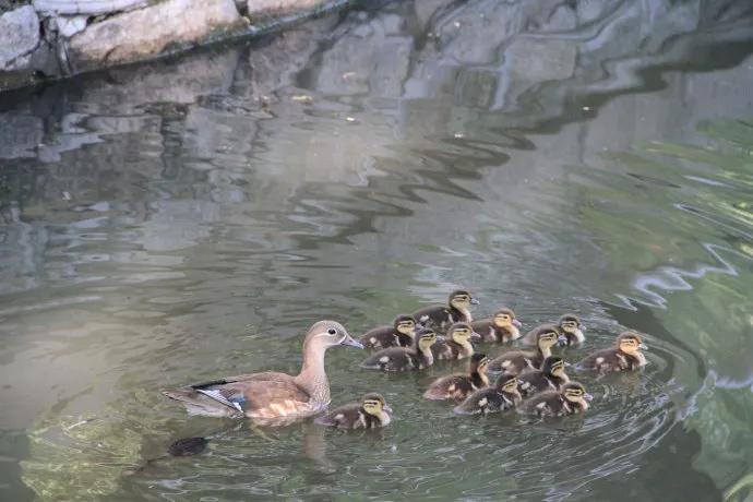 哈尔滨市兆麟公园预约,哈尔滨市兆麟公园最新通知